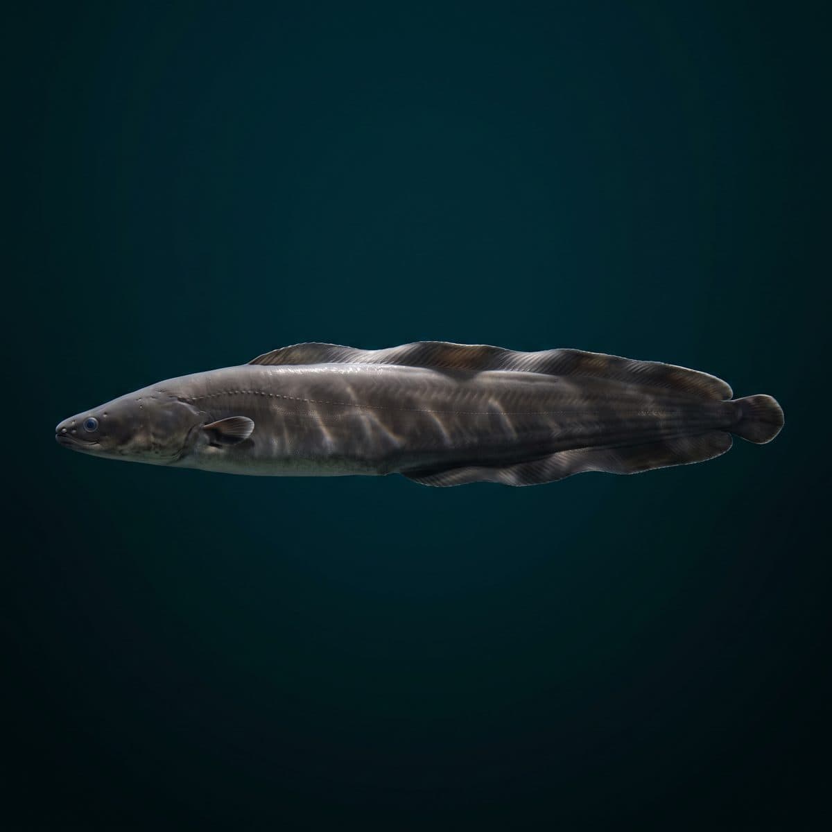Aba Aba Knife Fish (Gymnarchus niloticus) — premium specimen