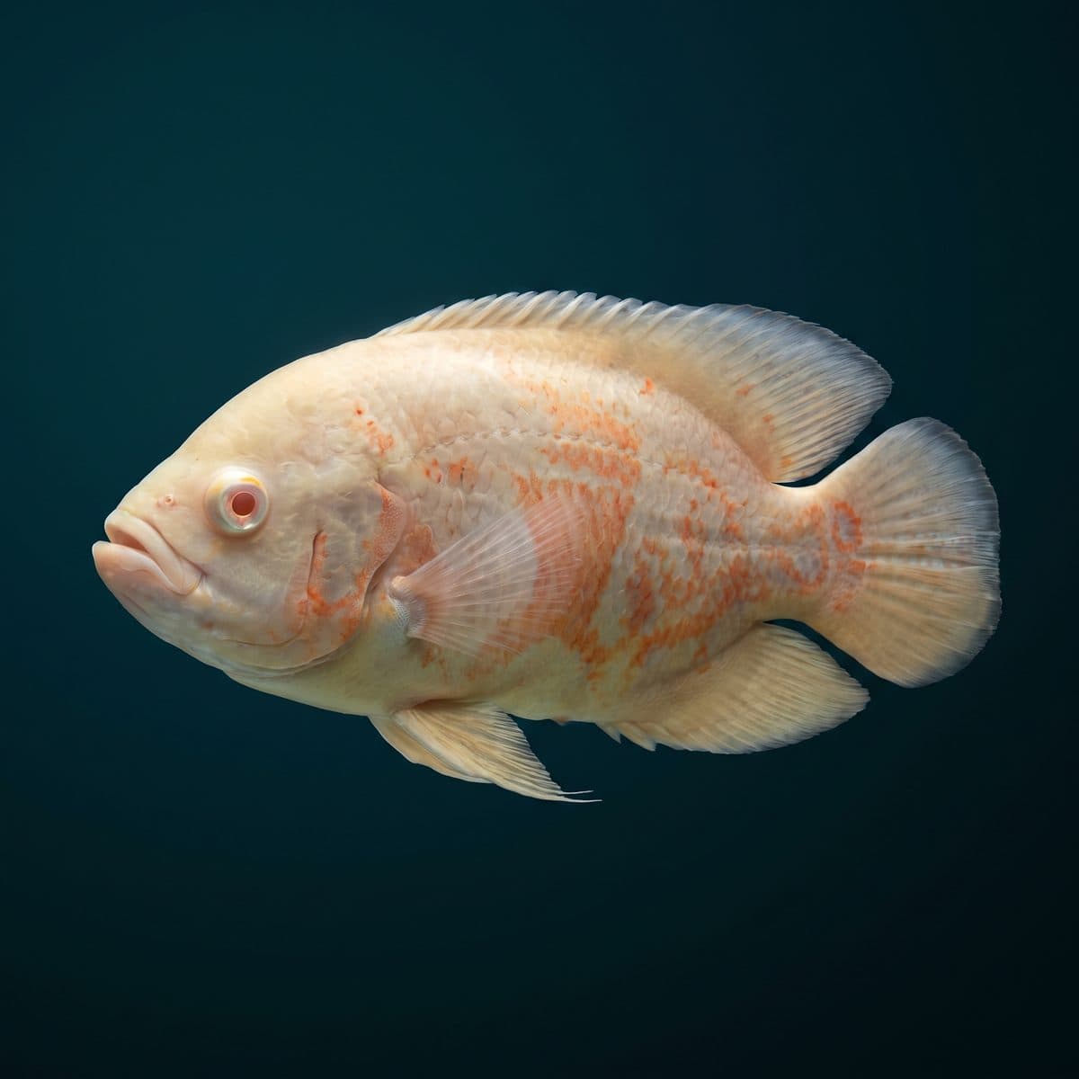Albino Oscar (Astronotus ocellatus) — premium specimen