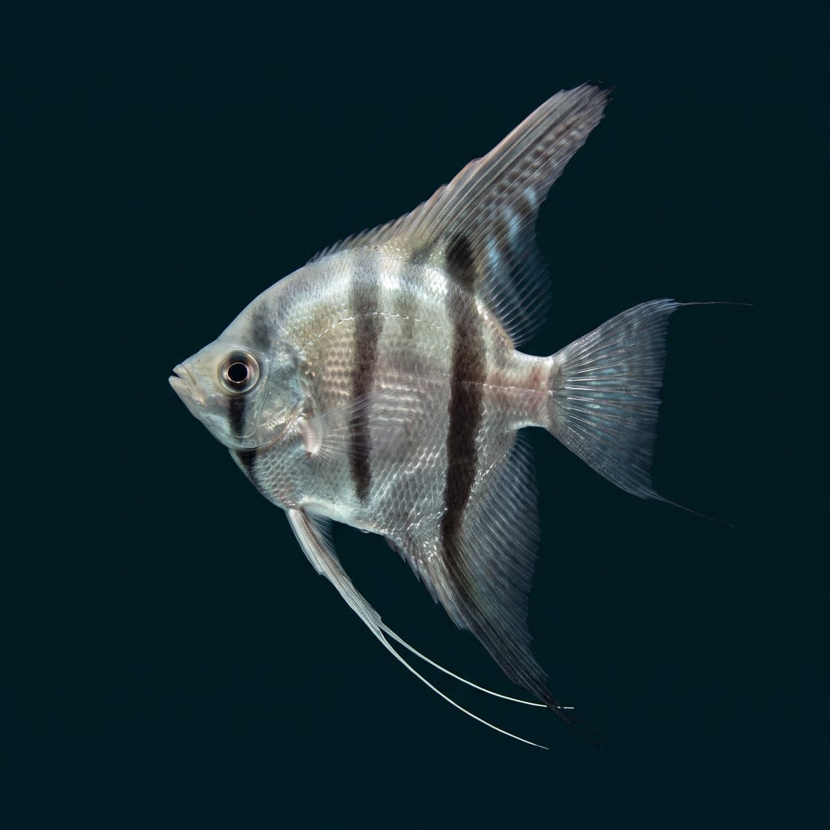 Altum Angelfish (Pterophyllum altum) — premium specimen