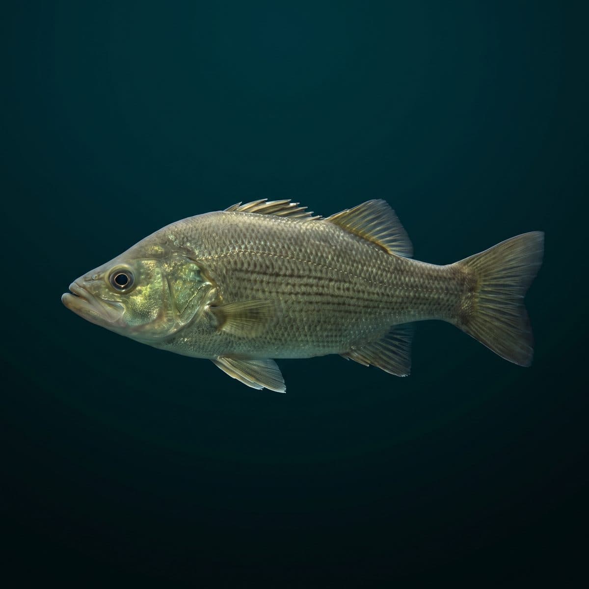 Australian Bass (Macquaria novemaculeata) — premium specimen