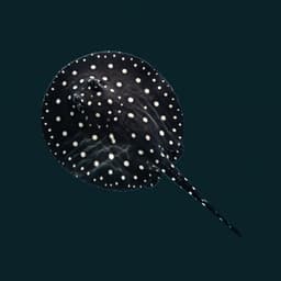 Black Diamond Stingray (Potamotrygon leopoldi) — premium specimen