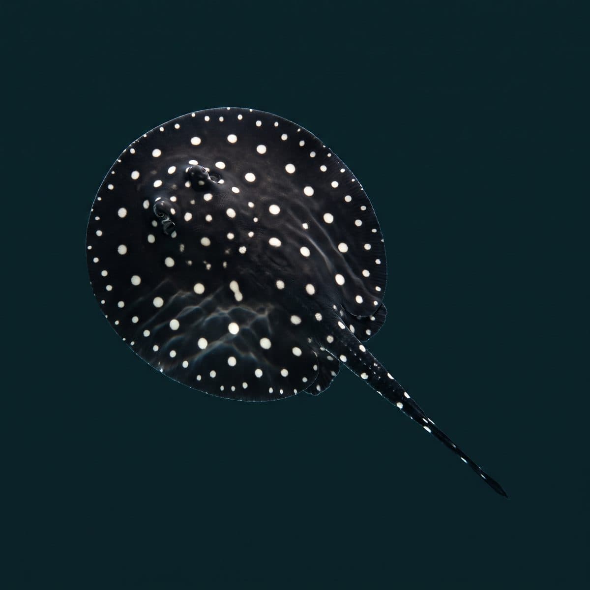 Black Diamond Stingray (Potamotrygon leopoldi) — premium specimen