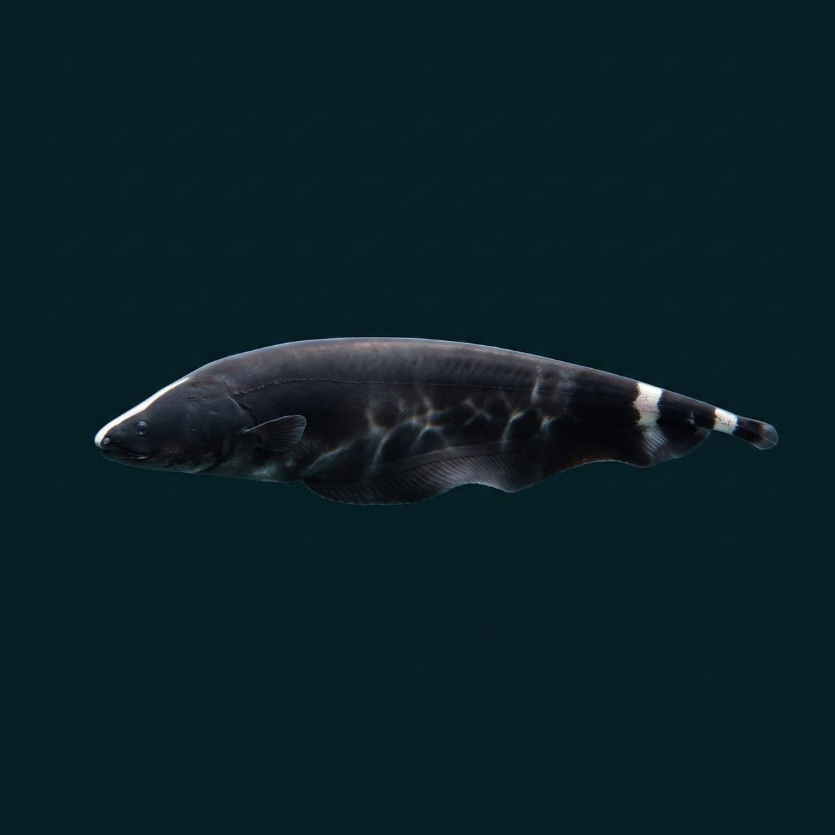 Black Ghost Knife Fish (Apteronotus albifrons) — premium specimen