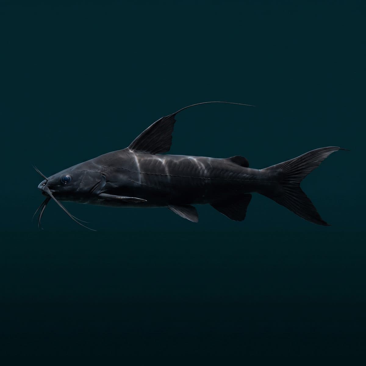Black Lancer Catfish (Bagrichthys macracanthus) — premium specimen