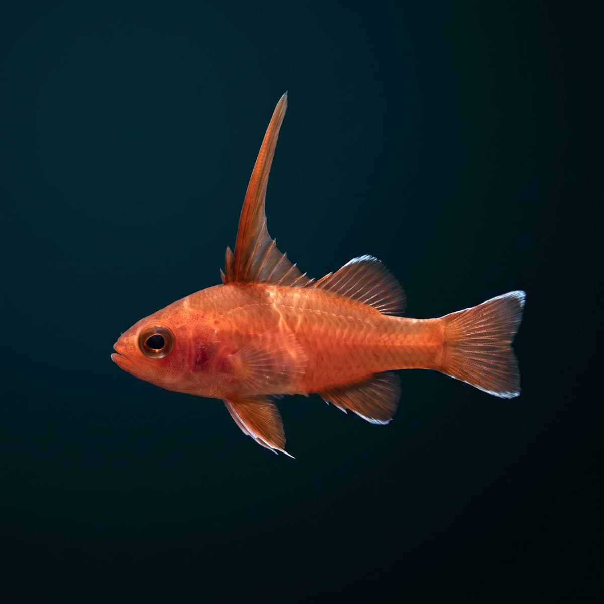 Bladefin Basslet (Jeboehlkia gladifer) — premium specimen