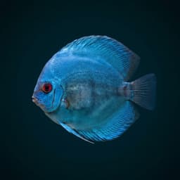 Blue Diamond Discus (Symphysodon aequifasciatus) — premium specimen
