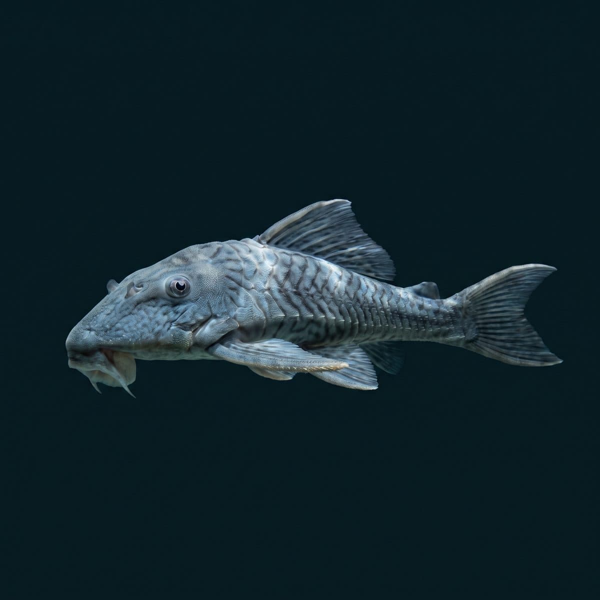 Blue Panaque Pleco (Panaque cochliodon) — premium specimen