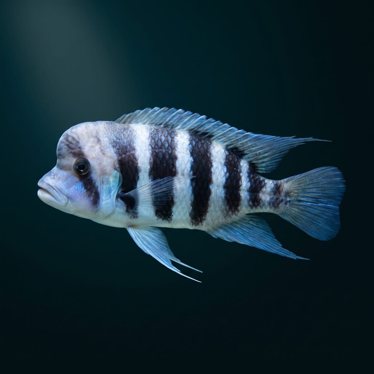 Blue Zaire Frontosa (Cyphotilapia frontosa) — premium specimen