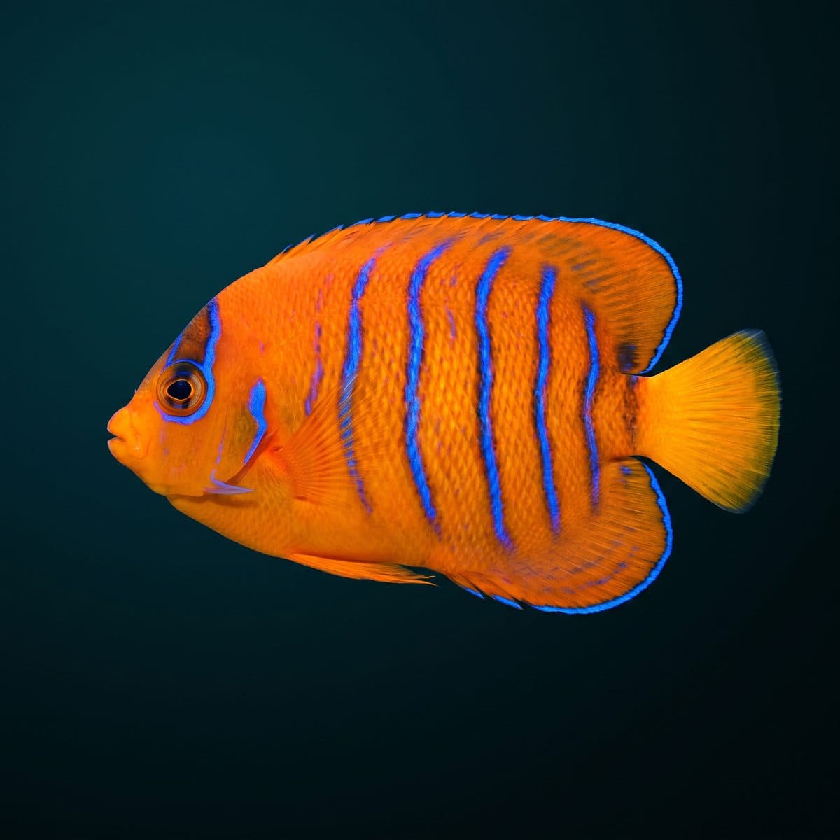 Clarion Angelfish (Holacanthus clarionensis) — premium specimen
