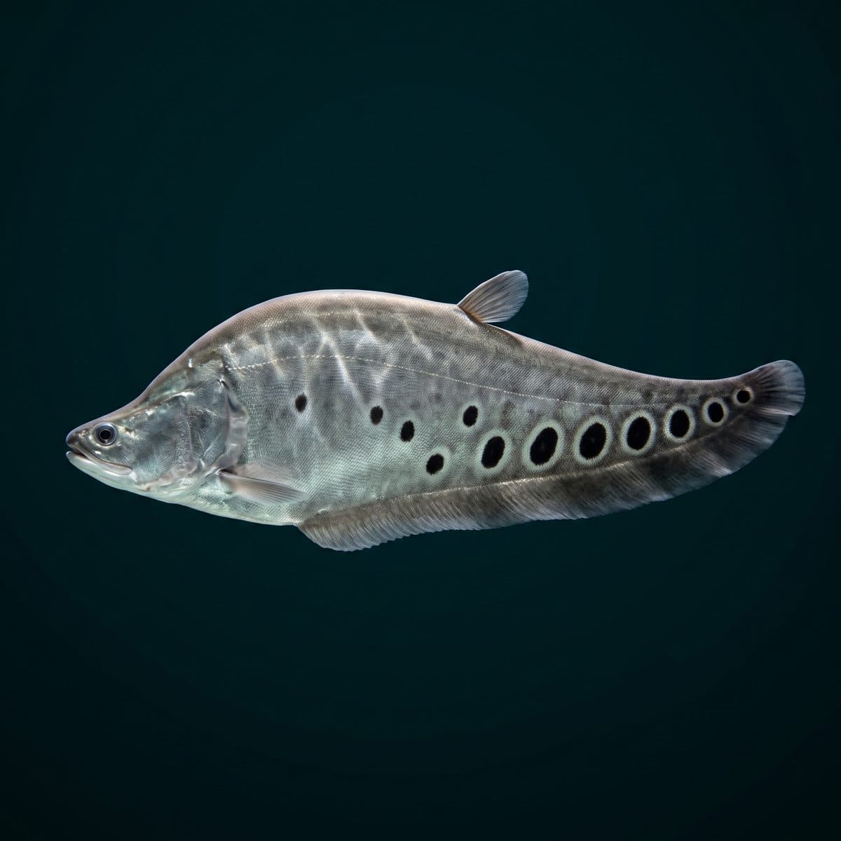 Clown Knife Fish (Chitala ornata) — premium specimen