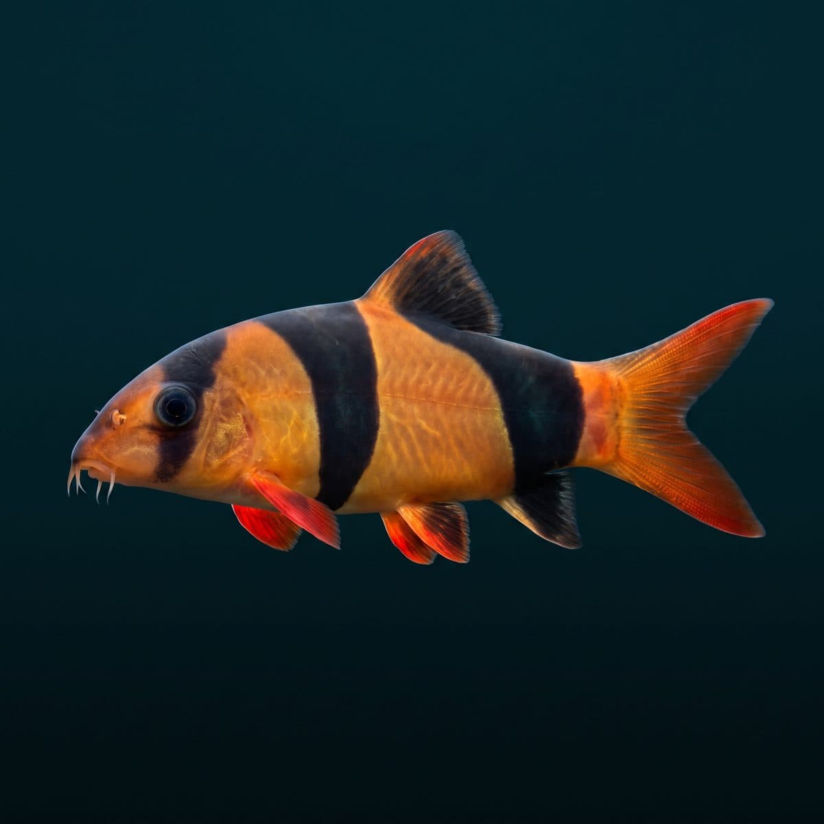 Clown Loach (Chromobotia macracanthus) — premium specimen