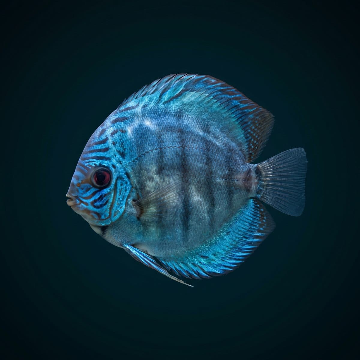 Cobalt Blue Discus (Symphysodon aequifasciatus) — premium specimen
