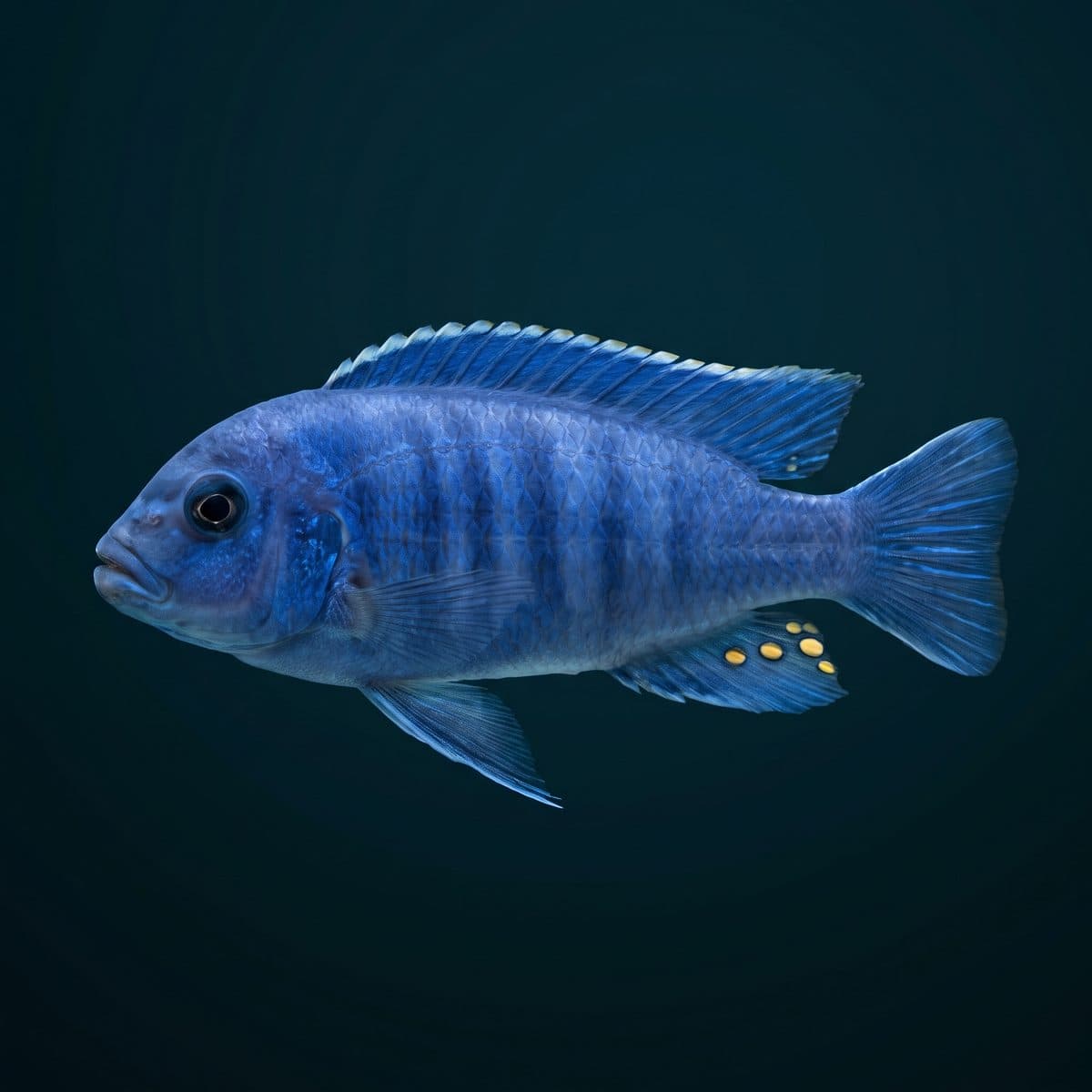 Cobalt Blue Zebra (Maylandia callainos) — premium specimen