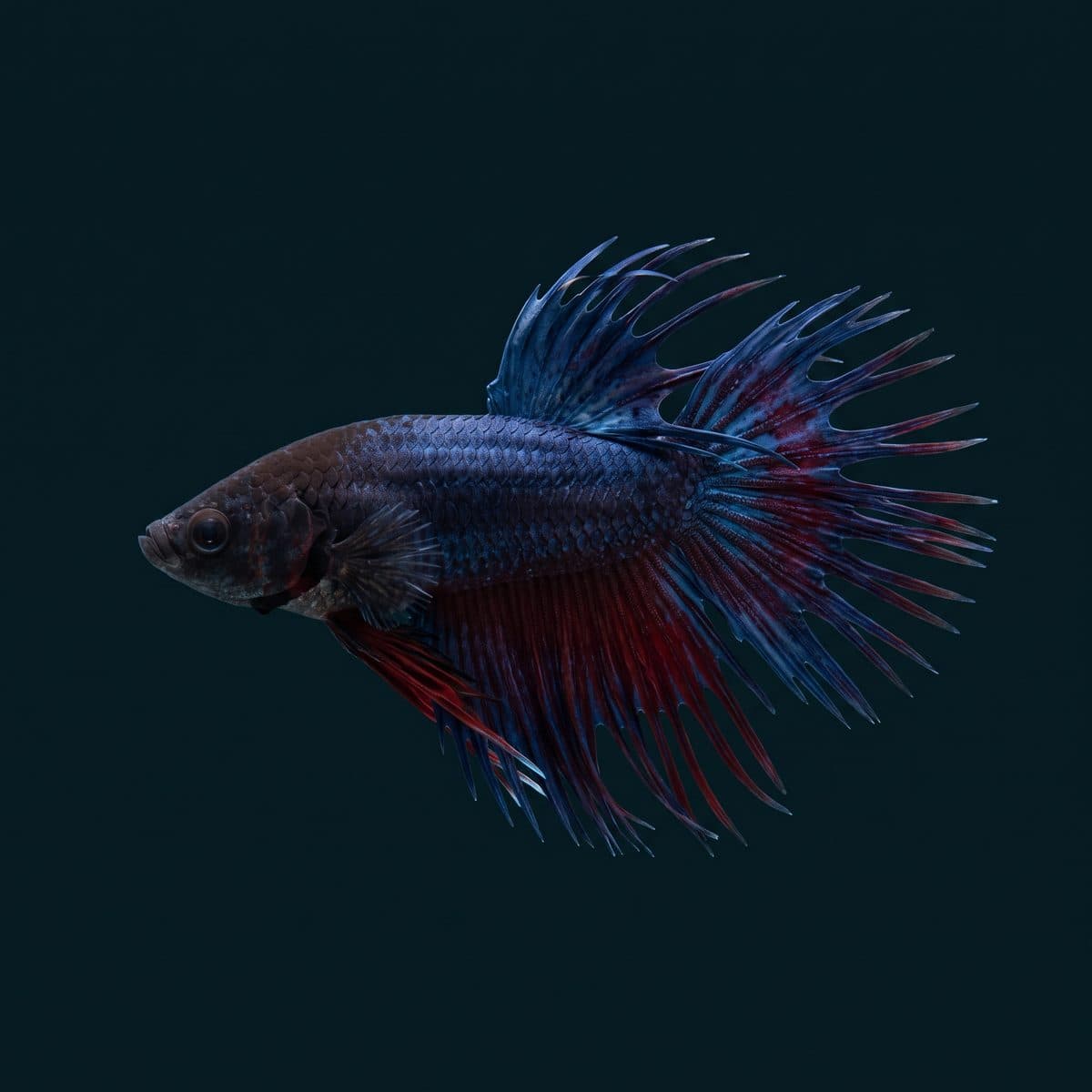 Crowntail Betta (Betta splendens) — show-grade specimen