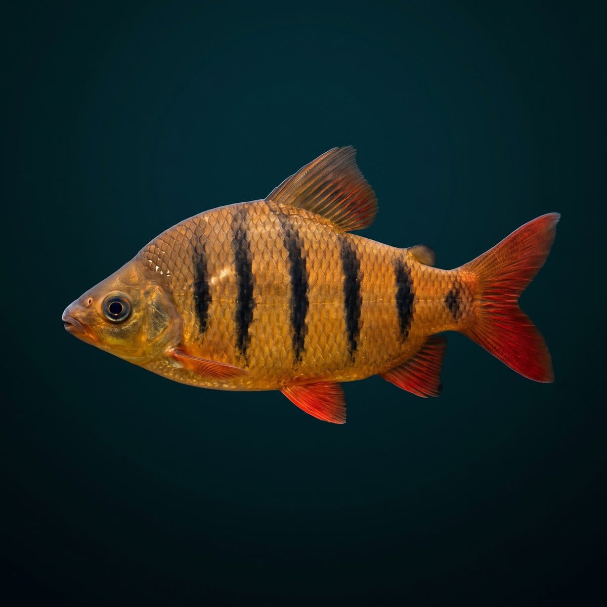 Six-Barred Distichodus (Distichodus sexfasciatus) — premium specimen