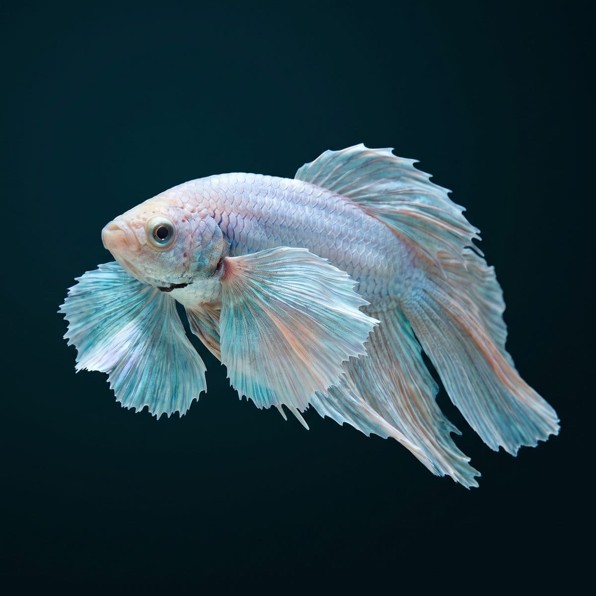 Dumbo Ear Betta (Betta splendens) — Elephant Ear premium specimen