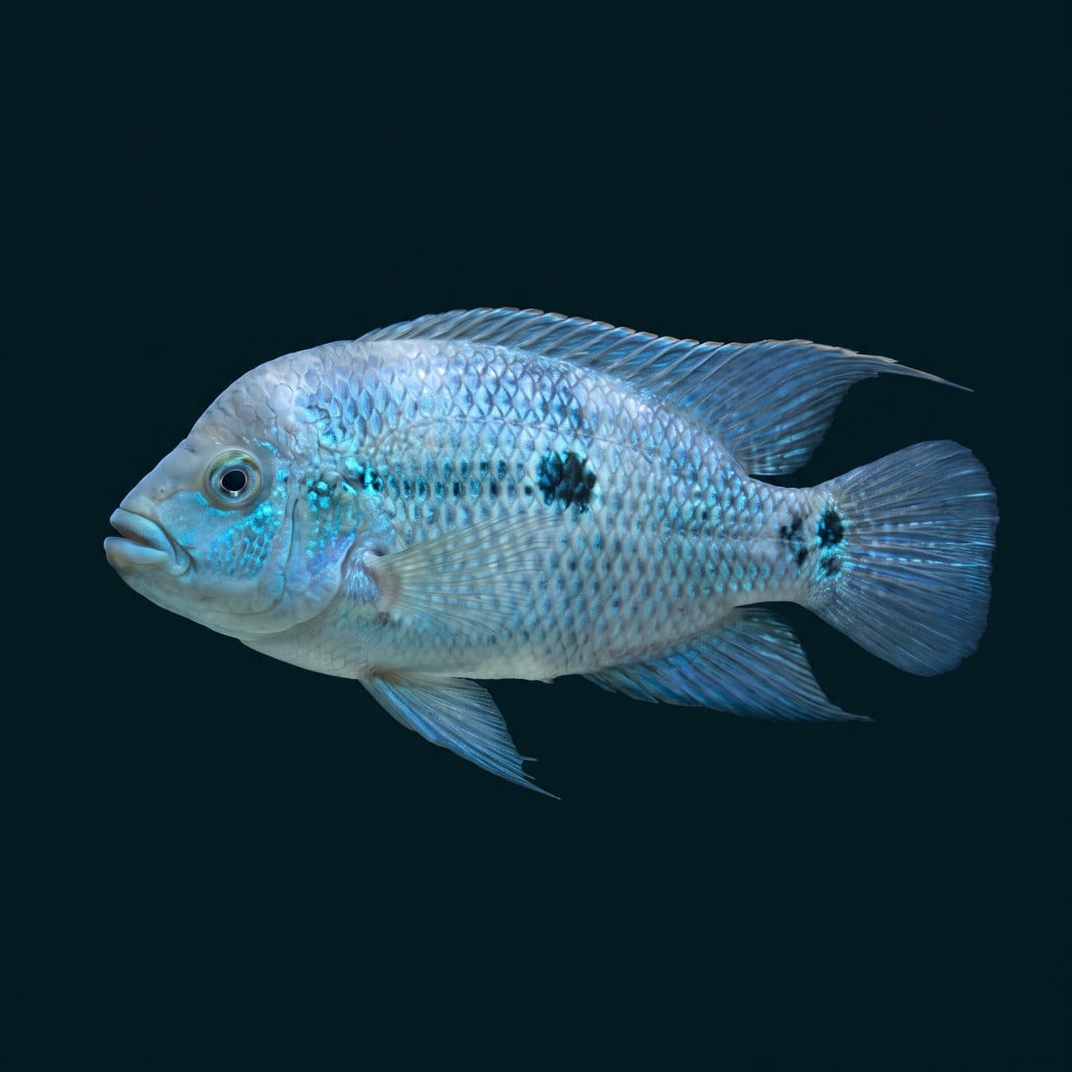 Electric Blue Jack Dempsey (Rocio octofasciata) — premium specimen