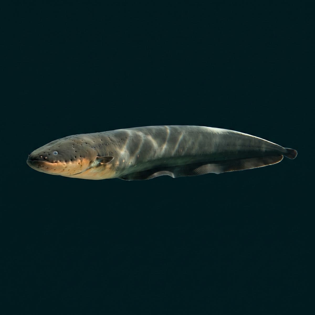 Electric Eel (Electrophorus electricus) — premium specimen