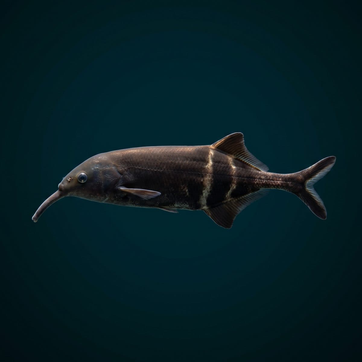 Elephantnose Fish (Gnathonemus petersii) — premium specimen