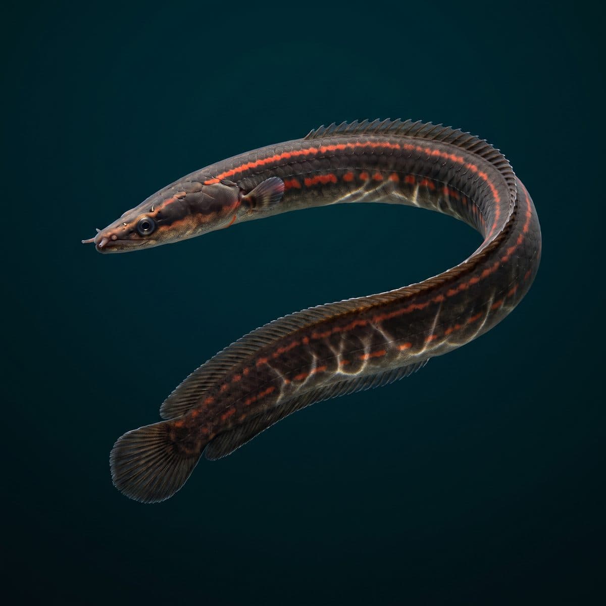 Fire Eel (Mastacembelus erythrotaenia) — premium specimen