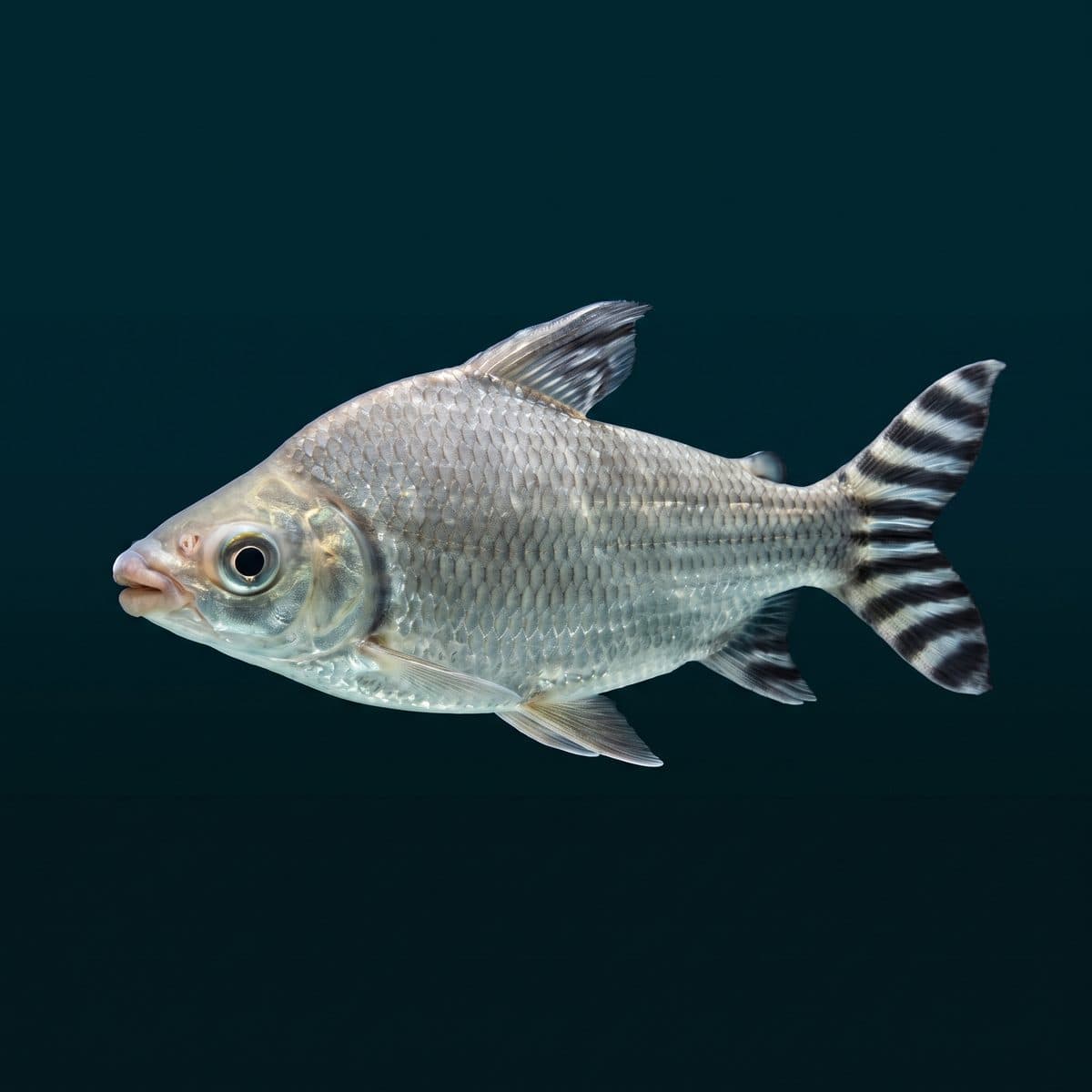 Flagtail Prochilodus (Semaprochilodus taeniurus) — premium specimen
