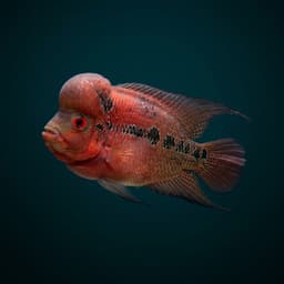 Flowerhorn Cichlid (Hybrid Amphilophus spp.) — premium specimen