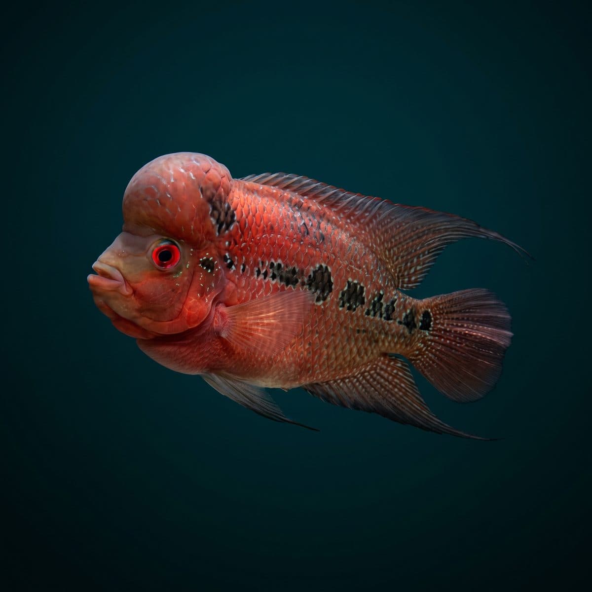 Flowerhorn Cichlid (Hybrid Amphilophus spp.) — premium specimen