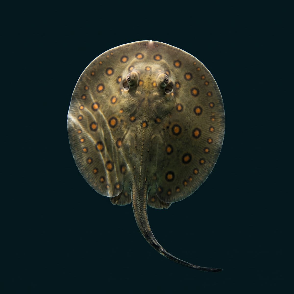Freshwater Stingray Motoro (Potamotrygon motoro) — premium specimen