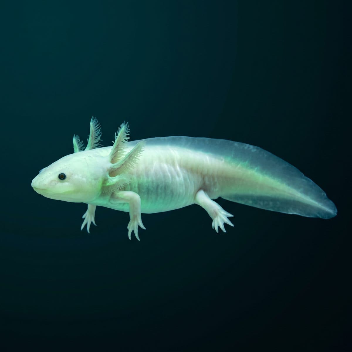 GFP Leucistic Axolotl (Ambystoma mexicanum) — premium specimen