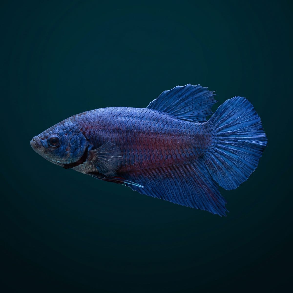 Giant Betta (Betta splendens) — King Betta premium specimen