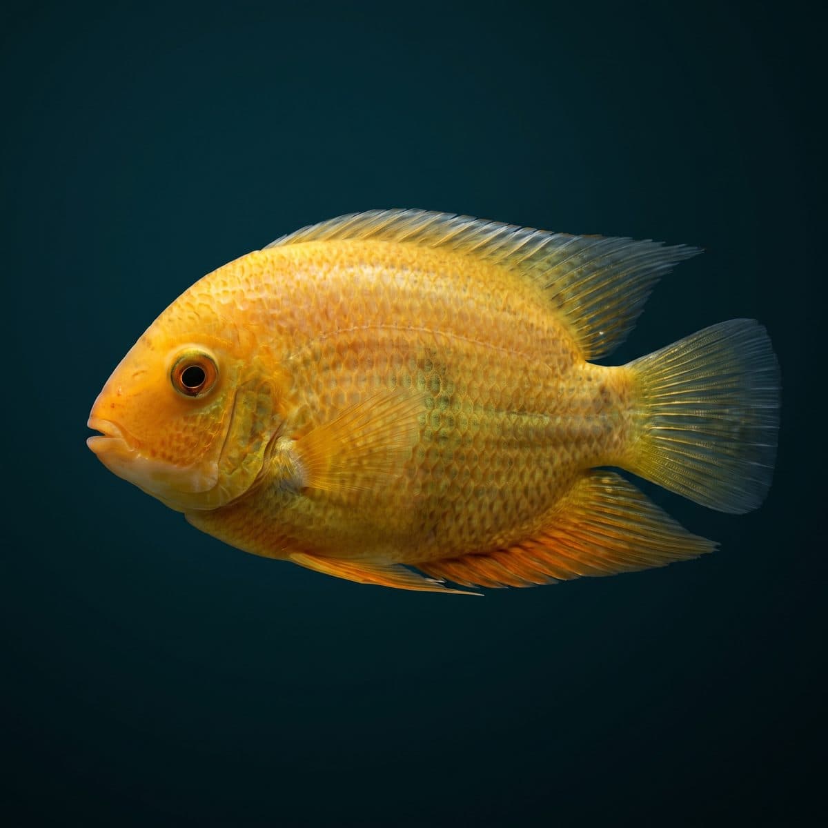 Gold Severum Cichlid (Heros efasciatus) — premium specimen