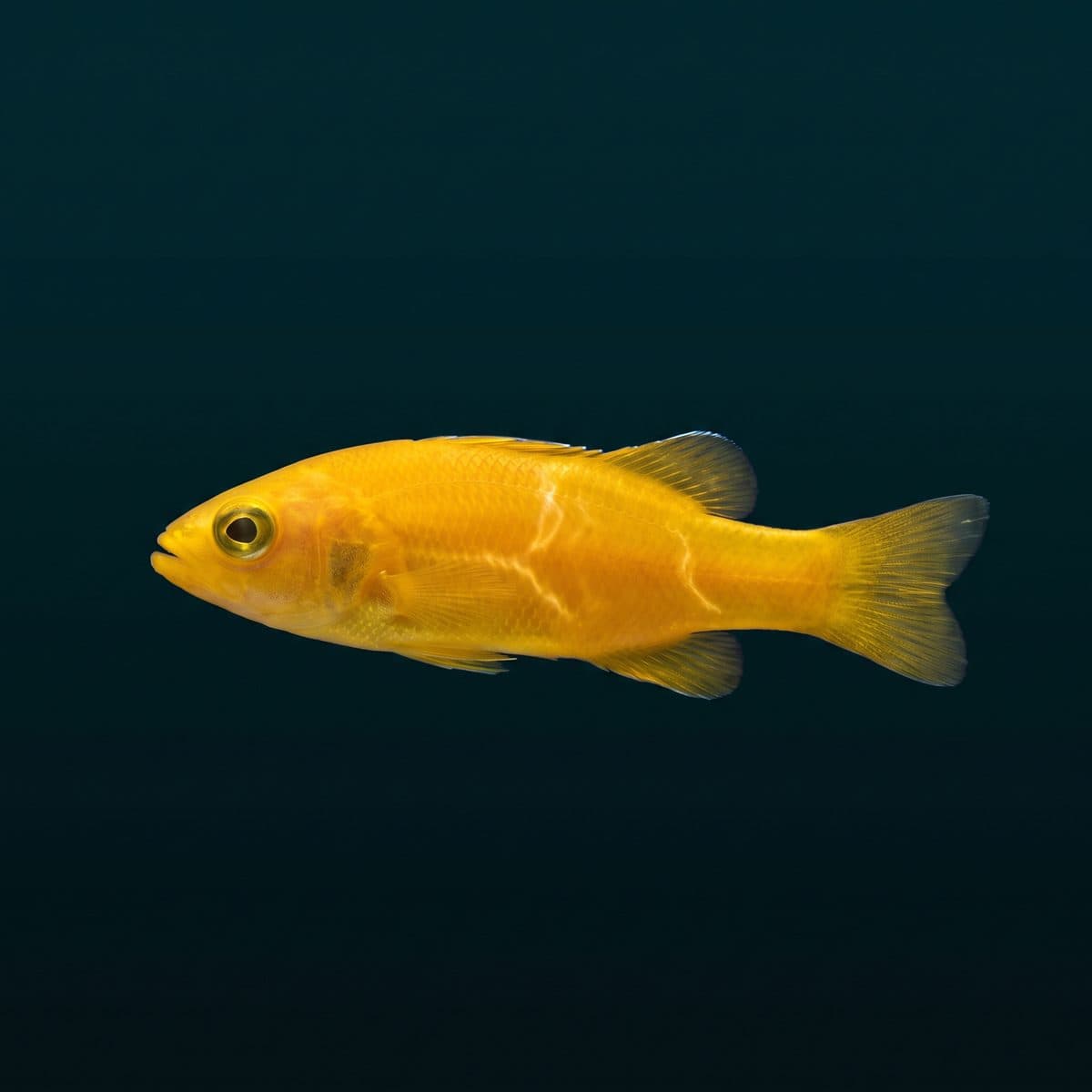 Golden Basslet (Liopropoma aureum) — premium specimen