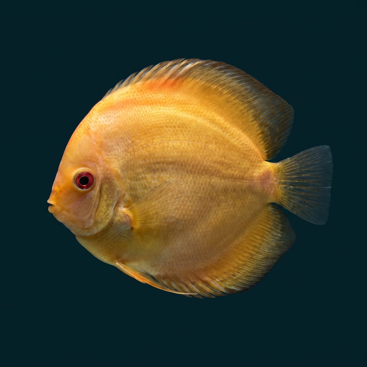 Golden Discus (Symphysodon aequifasciatus) — premium specimen