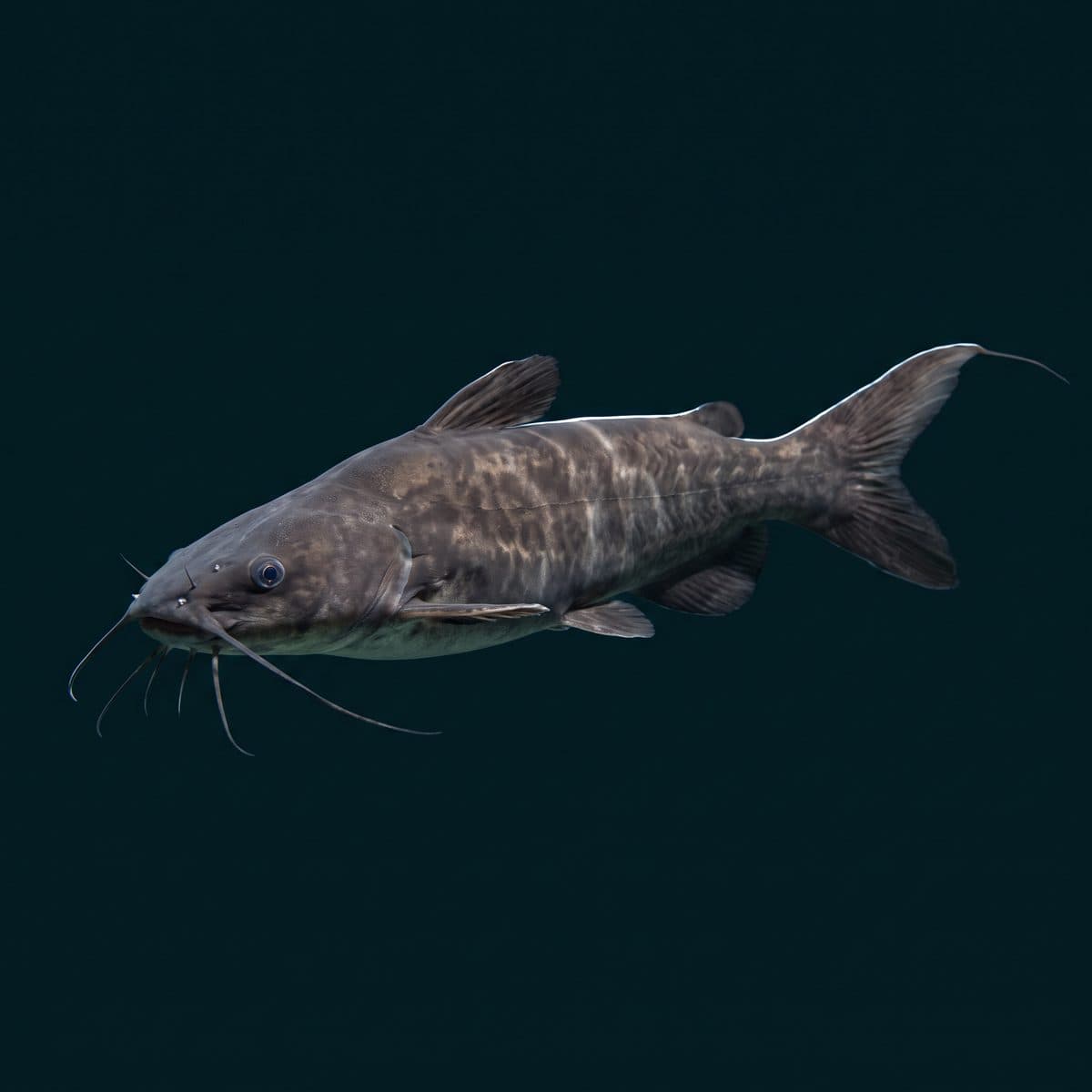 Irwini Catfish (Paulicea lutkeni) — premium specimen