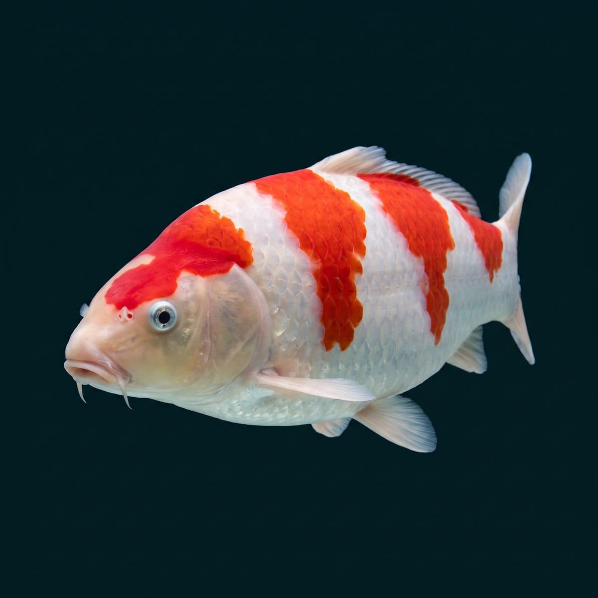 Kohaku Koi (Cyprinus rubrofuscus) — Japanese import specimen