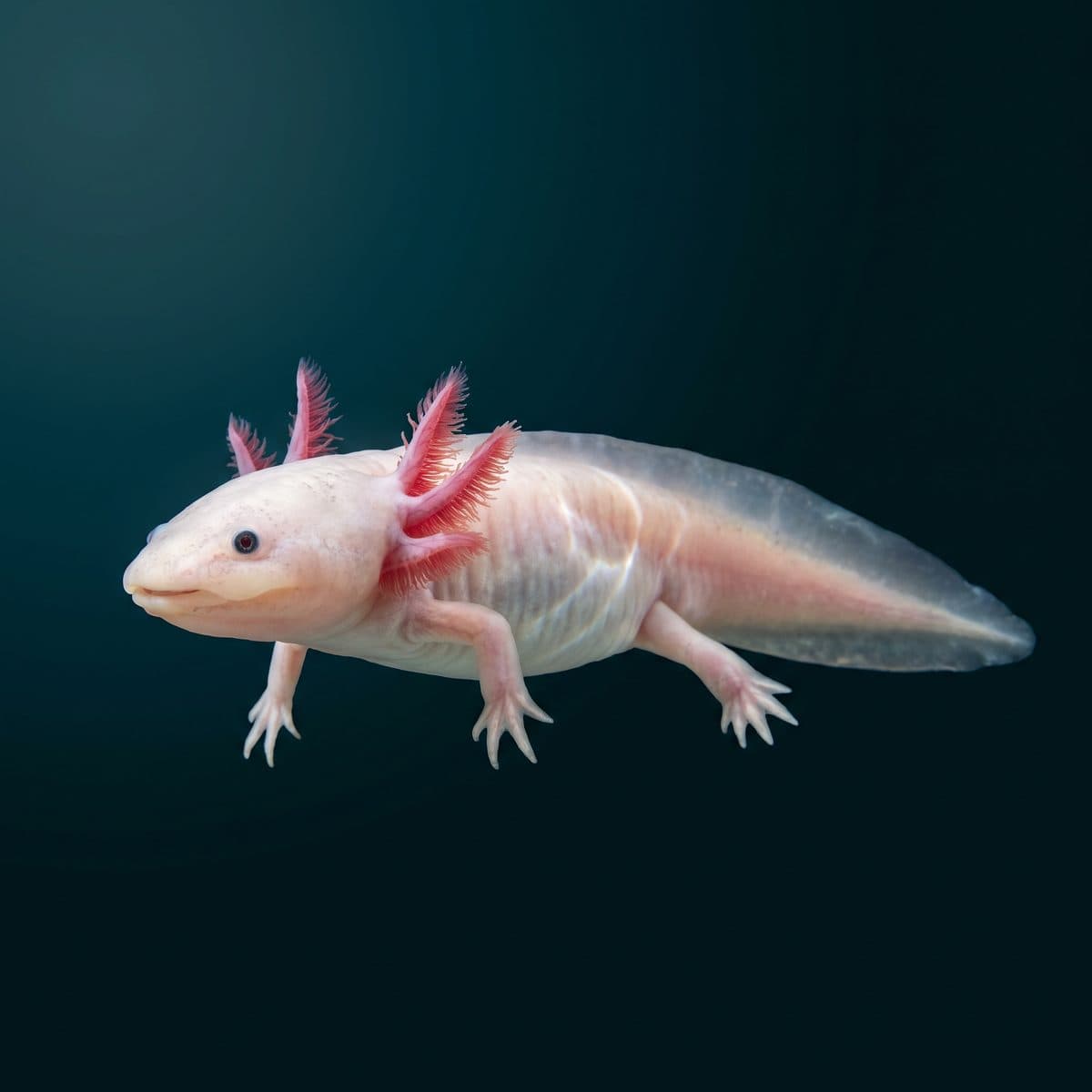 Leucistic Axolotl (Ambystoma mexicanum) — premium specimen