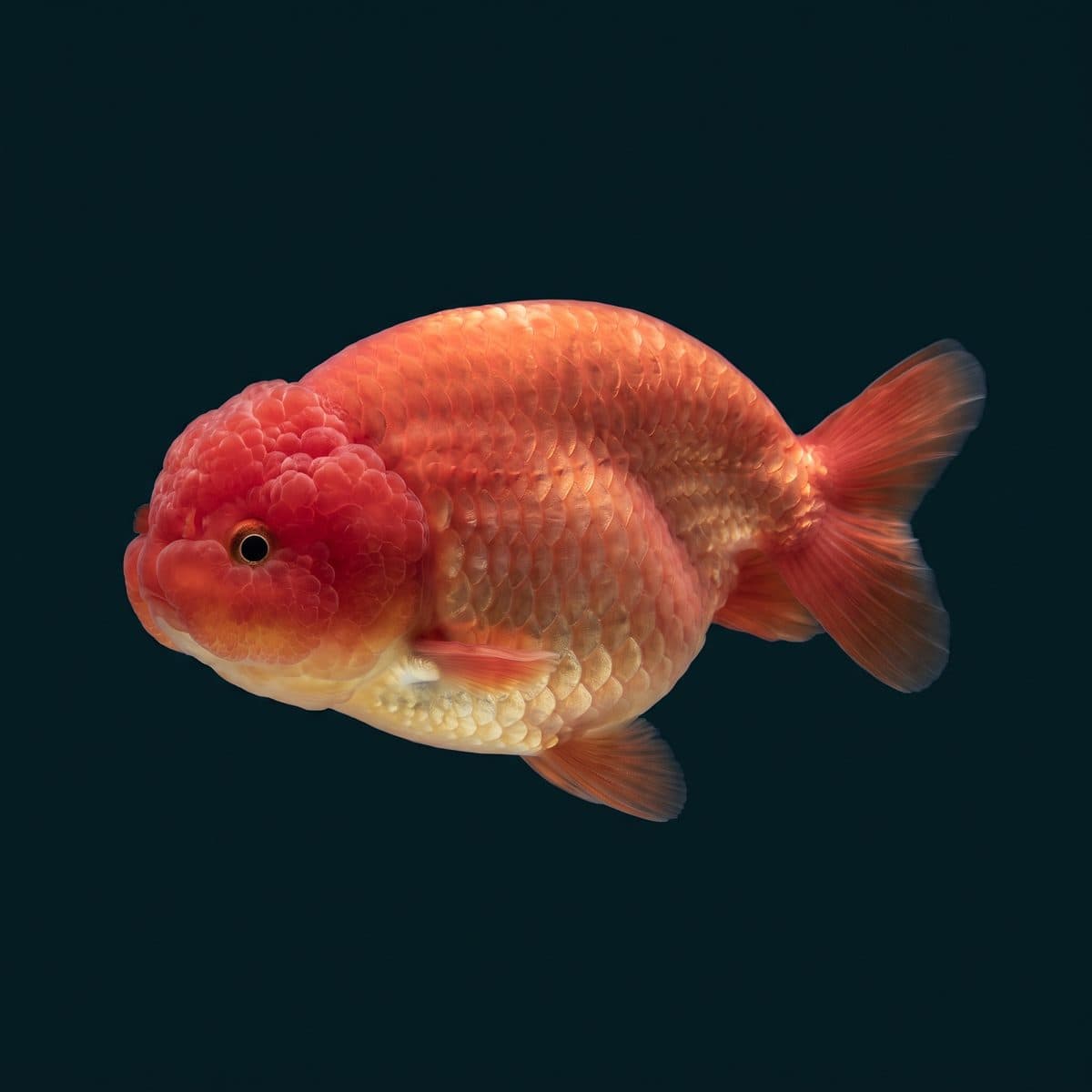 Lionhead Goldfish (Carassius auratus) — premium specimen