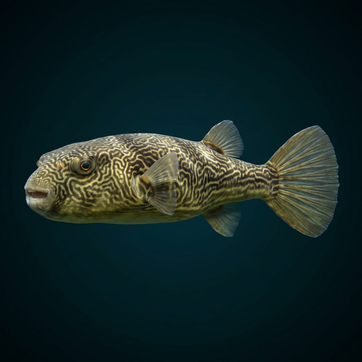 Mbu Pufferfish (Tetraodon mbu) — premium specimen