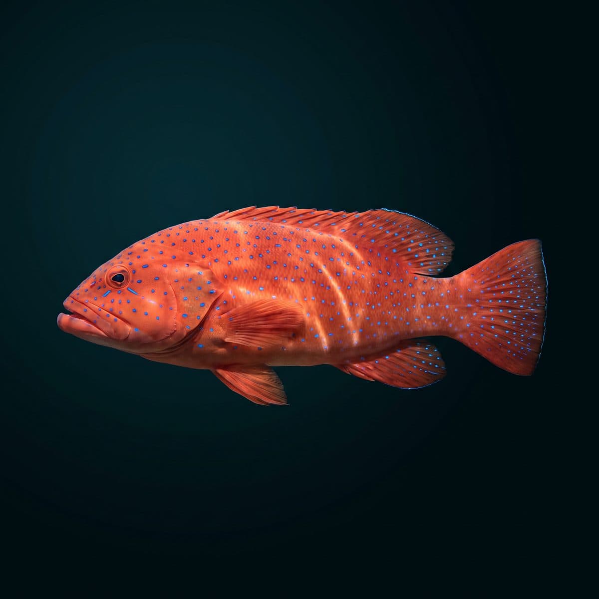 Miniatus Grouper (Cephalopholis miniata) — premium specimen