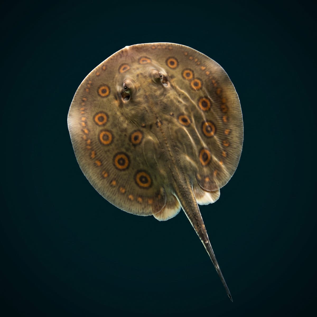 Motoro Stingray (Potamotrygon motoro) — premium specimen