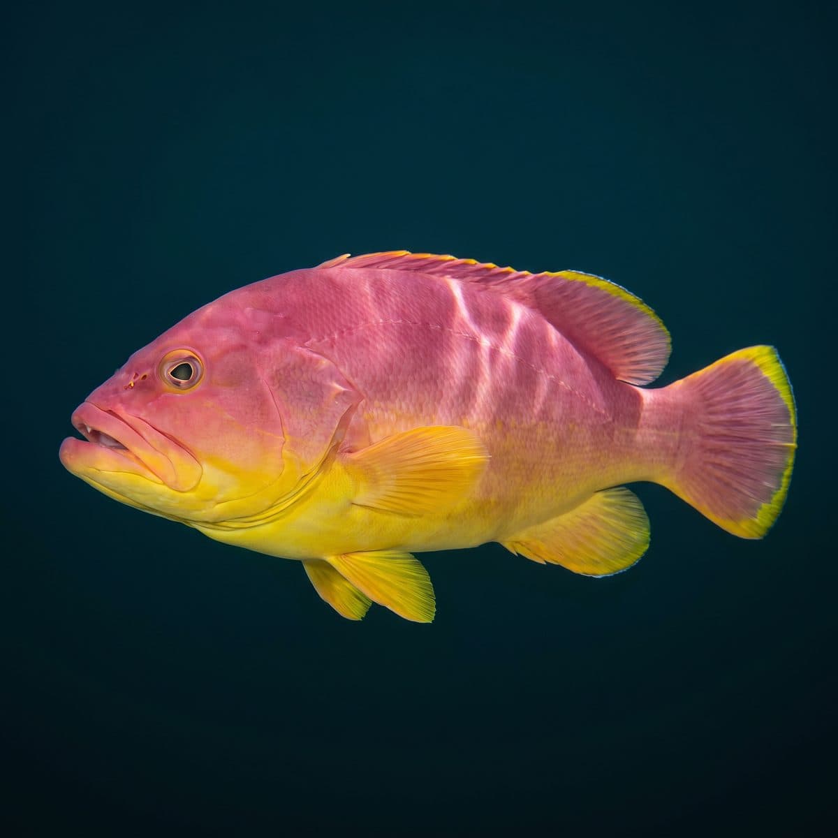 Neptune Grouper (Cephalopholis igarashiensis) — premium specimen