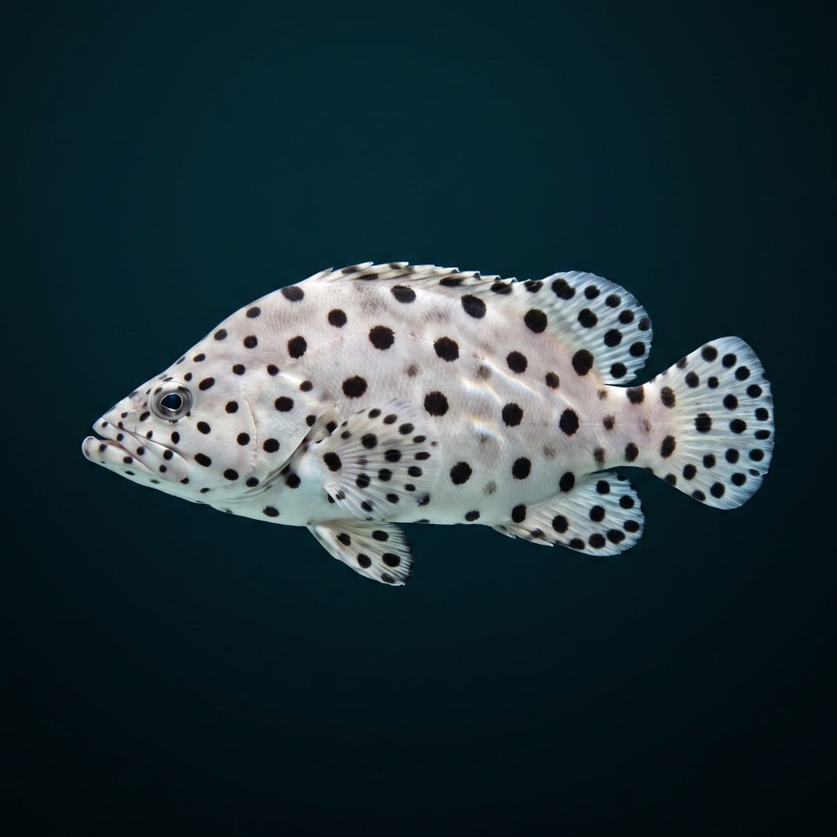 Panther Grouper (Cromileptes altivelis) — premium specimen