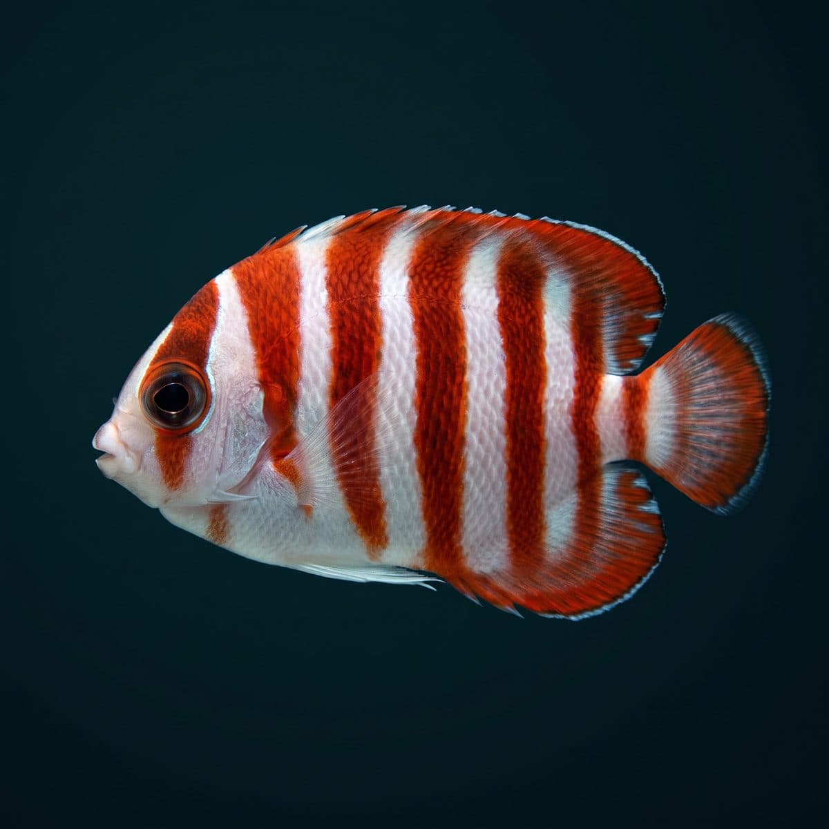 Peppermint Angelfish (Centropyge boylei) — premium specimen