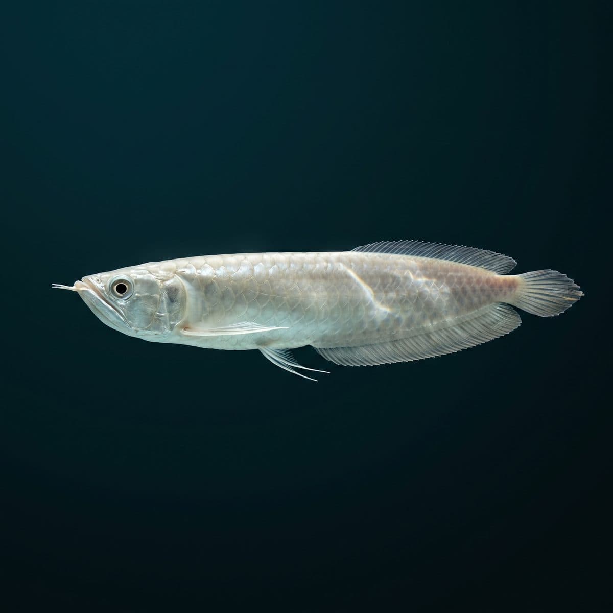 Platinum Arowana (Scleropages formosus) — premium specimen