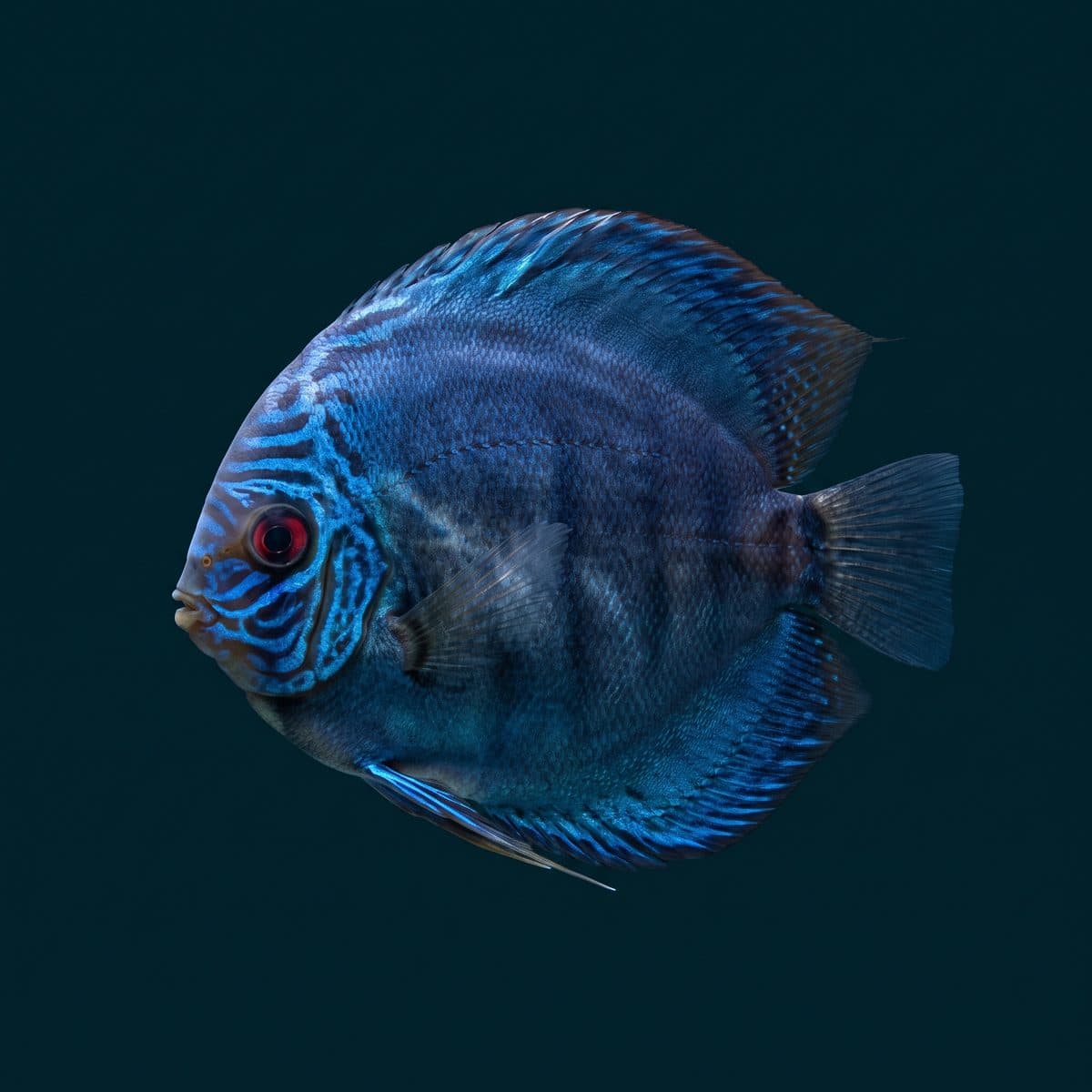 Royal Blue Discus (Symphysodon aequifasciatus) — premium specimen