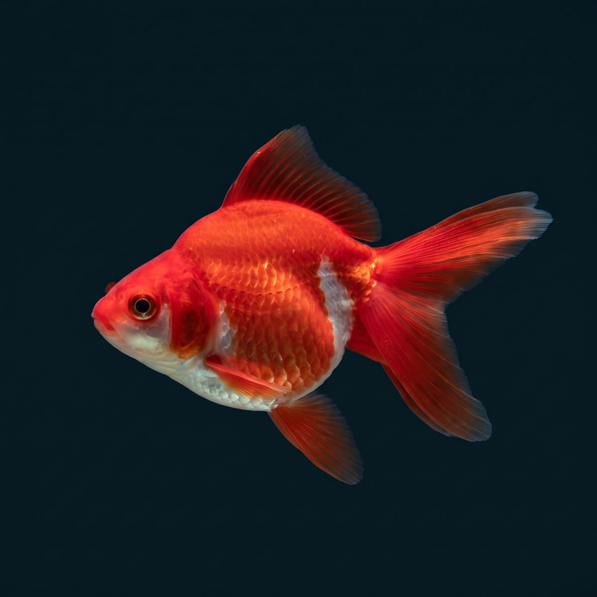 Ryukin Goldfish (Carassius auratus) — premium specimen