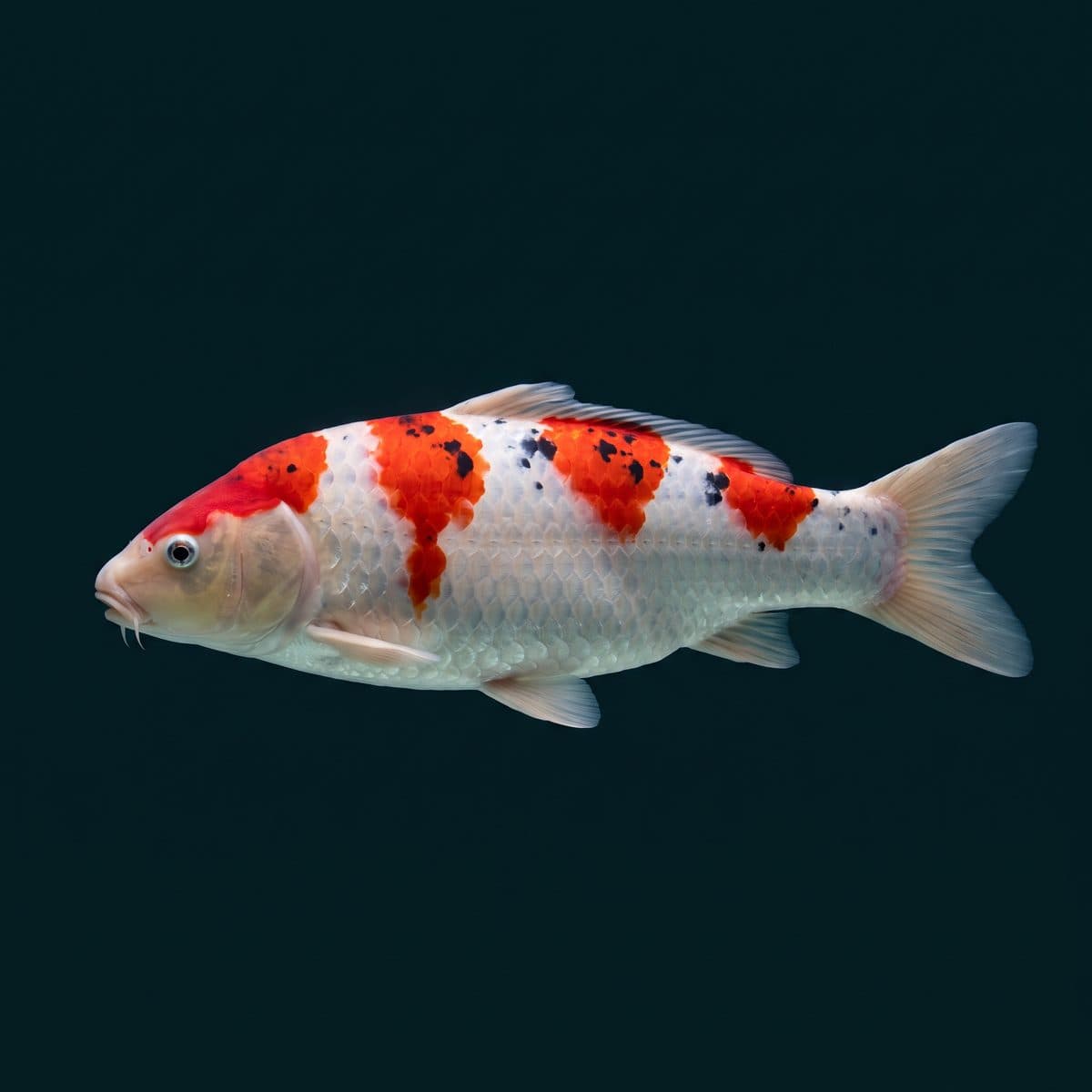 Sanke Koi (Cyprinus rubrofuscus) — Taisho Sanshoku Japanese import