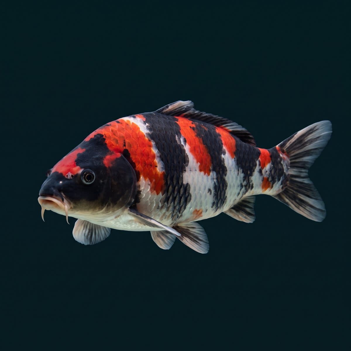 Showa Koi (Cyprinus rubrofuscus) — Japanese import specimen