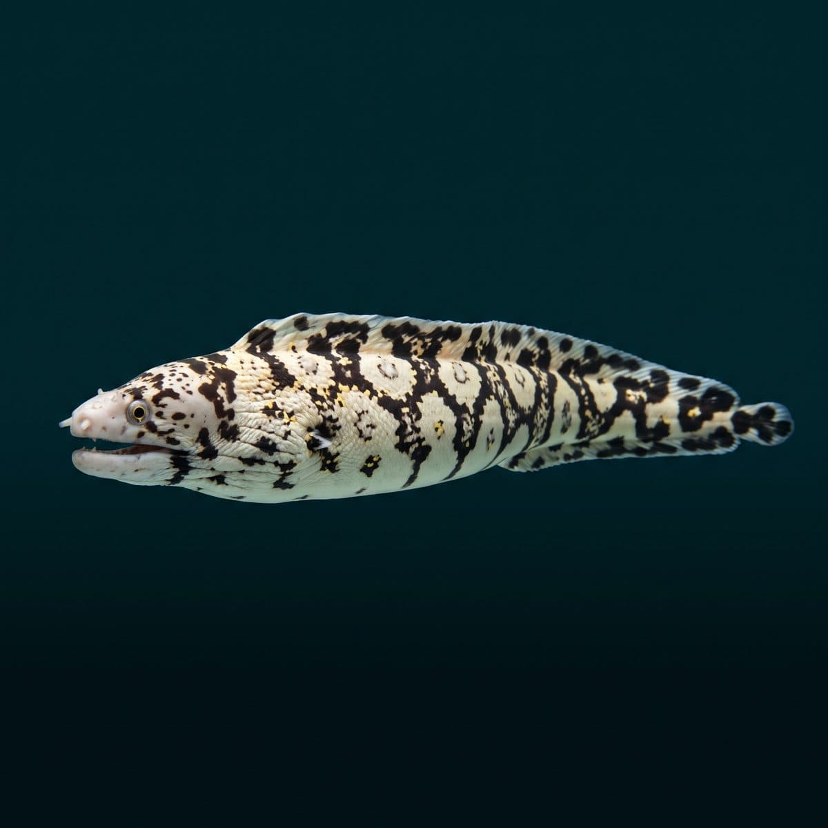 Snowflake Moray Eel (Echidna nebulosa) — premium specimen
