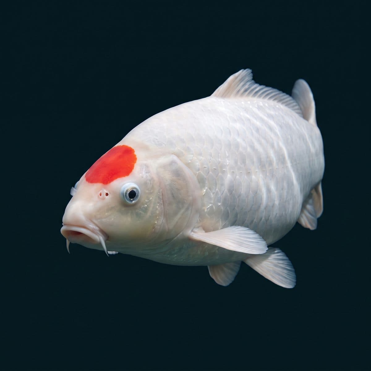 Tancho Koi (Cyprinus rubrofuscus) — premium specimen with hi marking